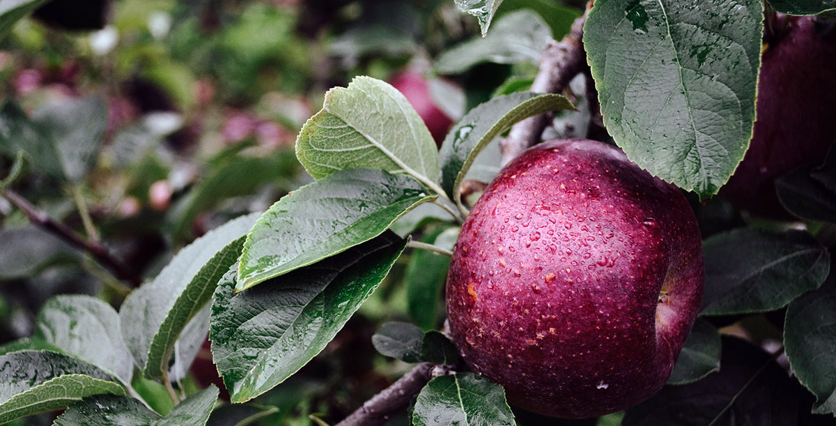 Under the Apple Tree