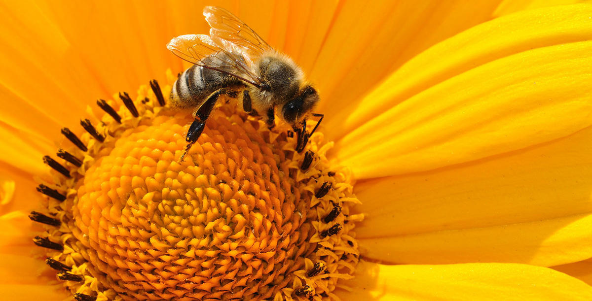 The Language of Flowers