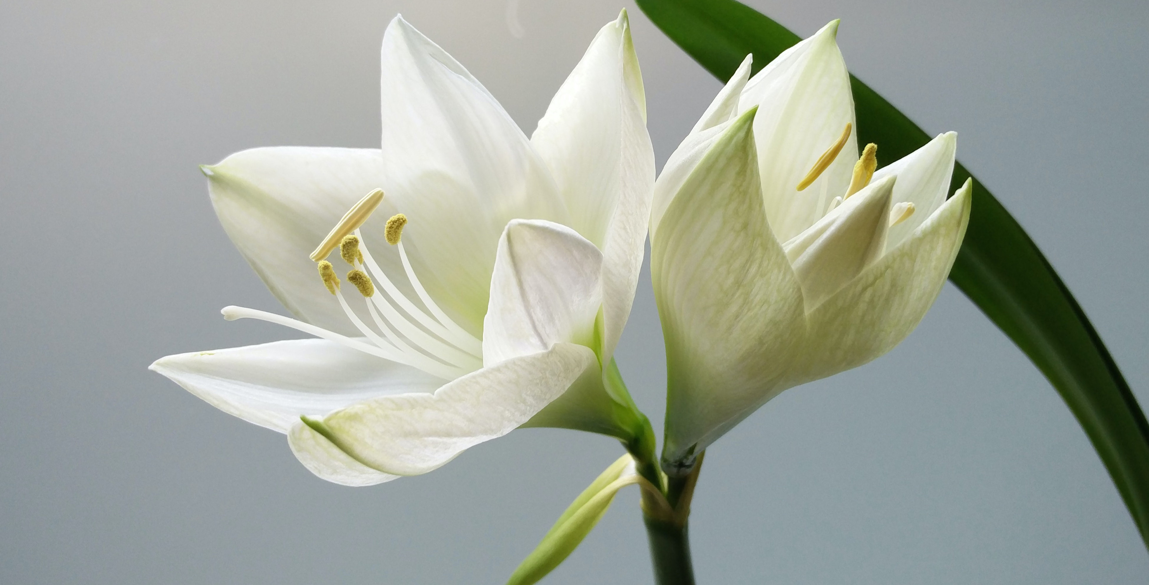 The White Lilies