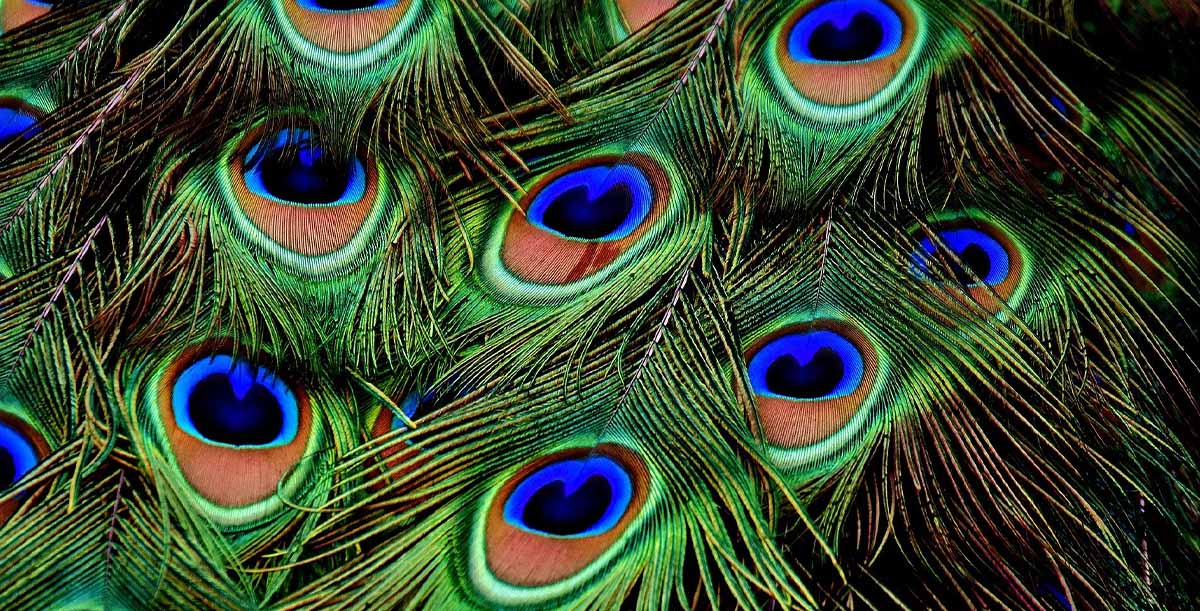 All the King's Horses