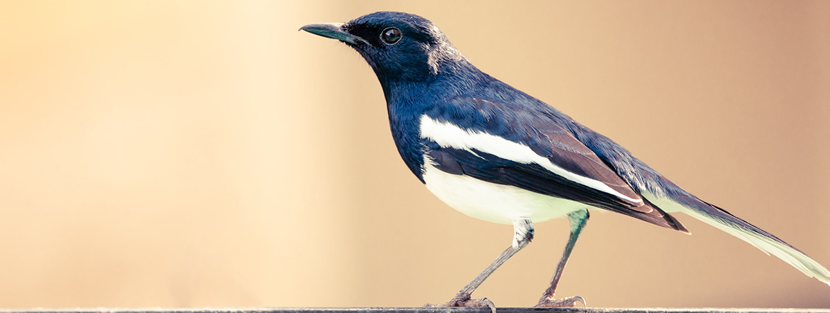 All the Magpies Come Out to Play