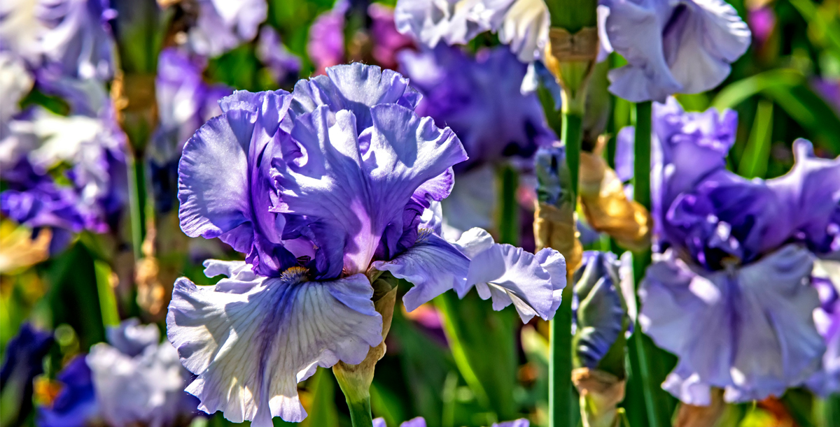 Cream Eggs in the Irises