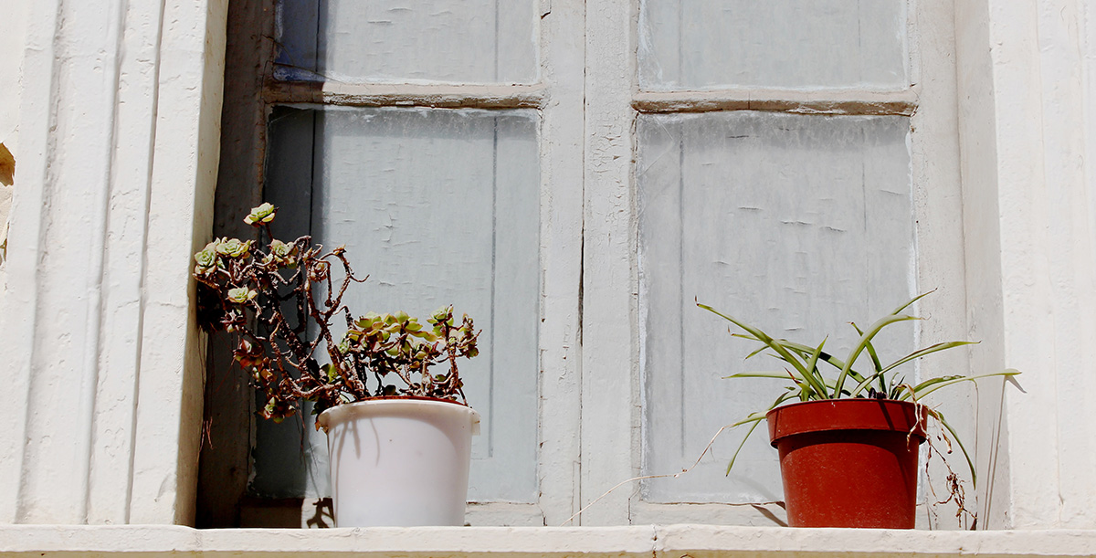 Nothing Grows from Pomegranate Seeds