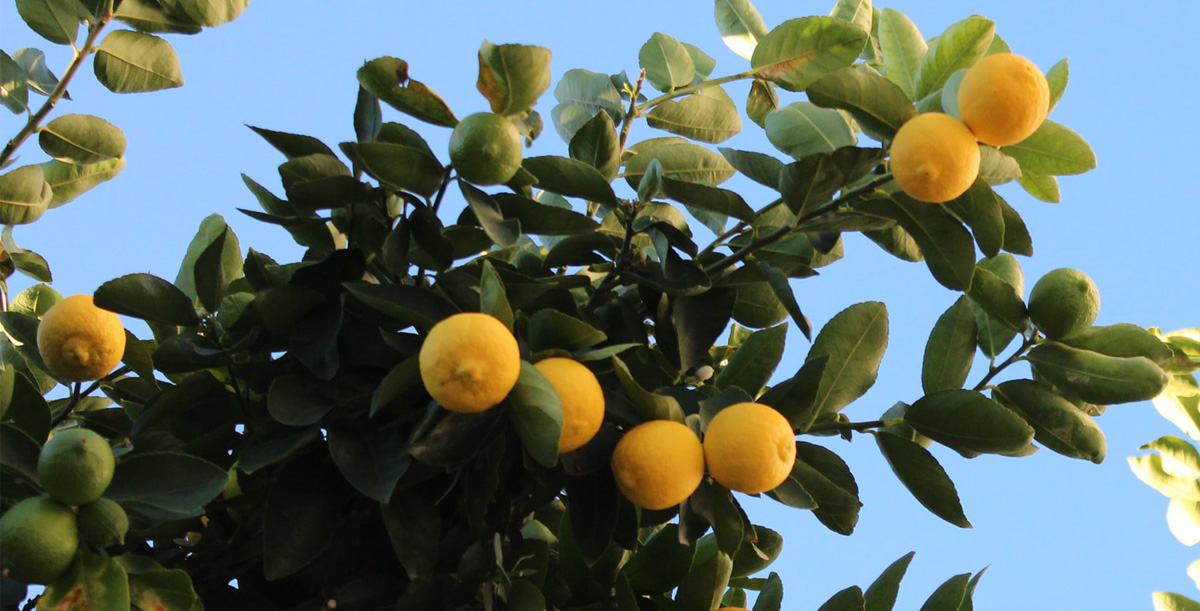 Revolving Crab in the Road