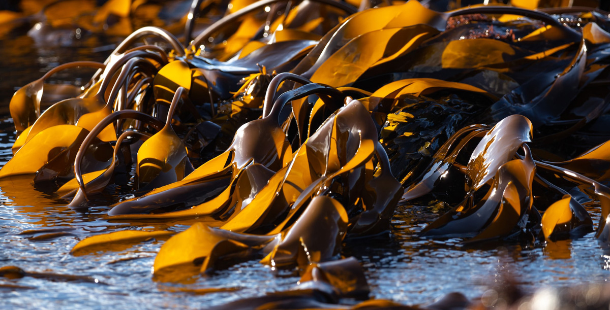 The Green-Gold of Wet Kelp