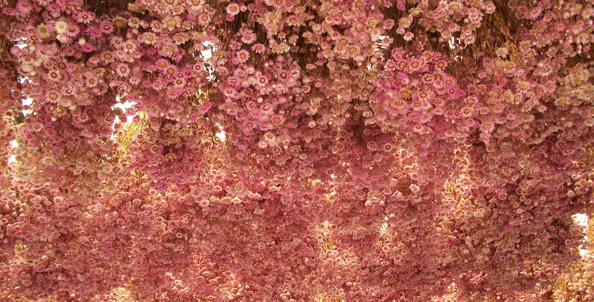 The View of the Garden in Summer