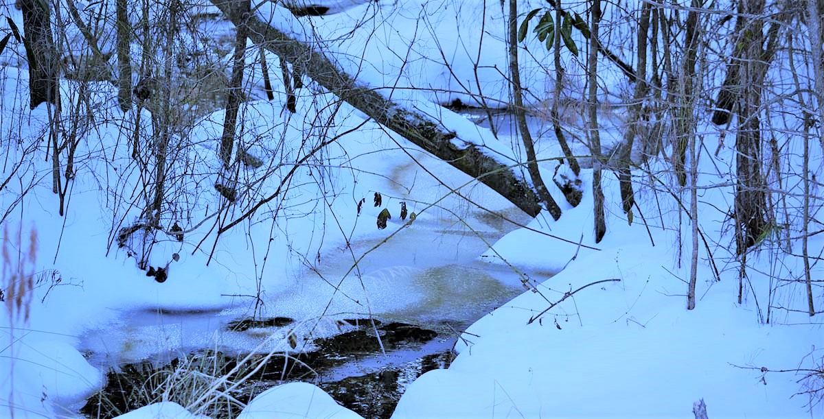 Mermaid on Ice