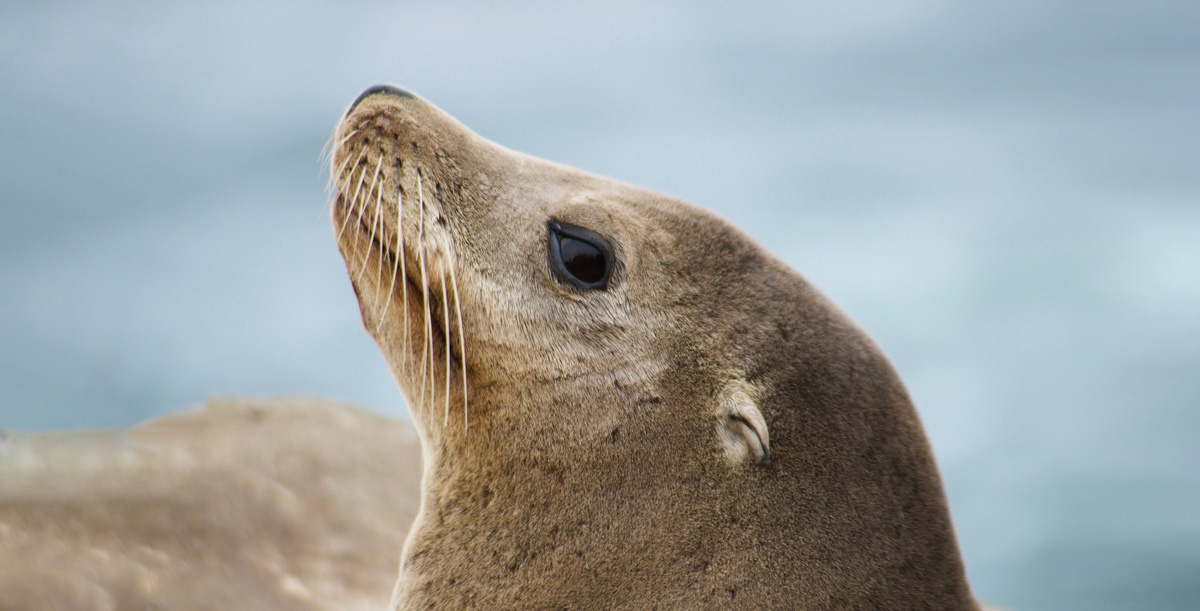 Conversation grey seals - Press Office - Newcastle University